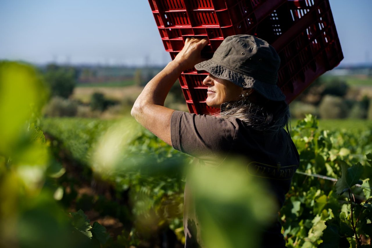 A picker carrying a red crate of grapes on one shoulder through the Tua Rita vineyard at harvest
