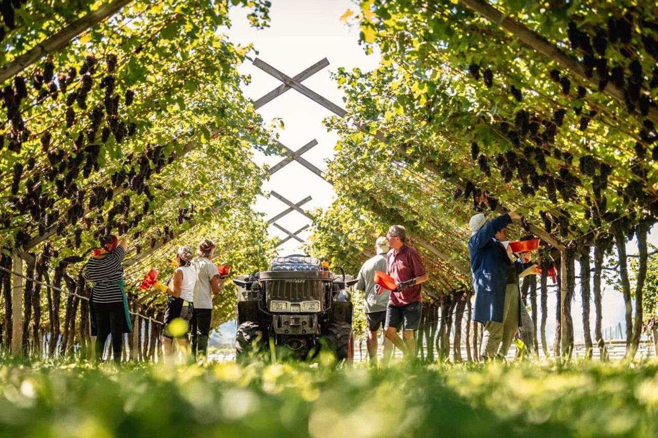 Guided tasting with local produce at Gruppo Mezzacorona