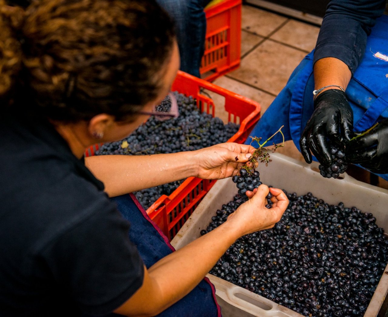 Azienda Agricola Elio Altare winery image 4
