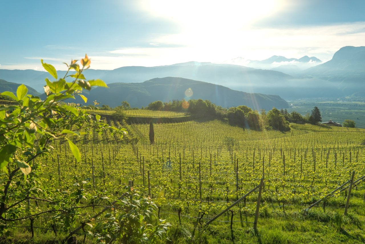 Cantina Tramin winery image 3