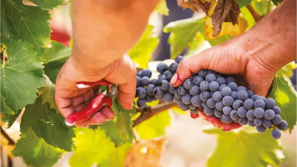Pick grapes at harvest, then lunch at Castello di Monterinaldi
