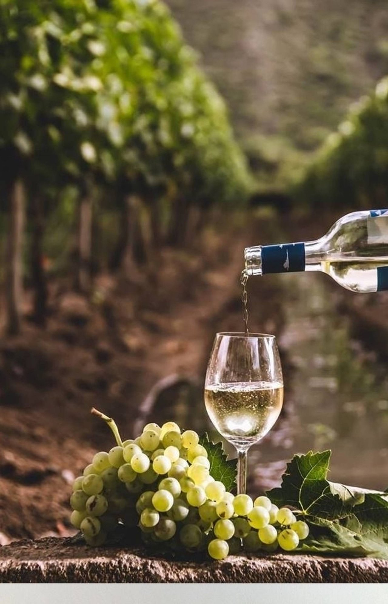 Become a Wine Maker at Fattoria Di Romignano