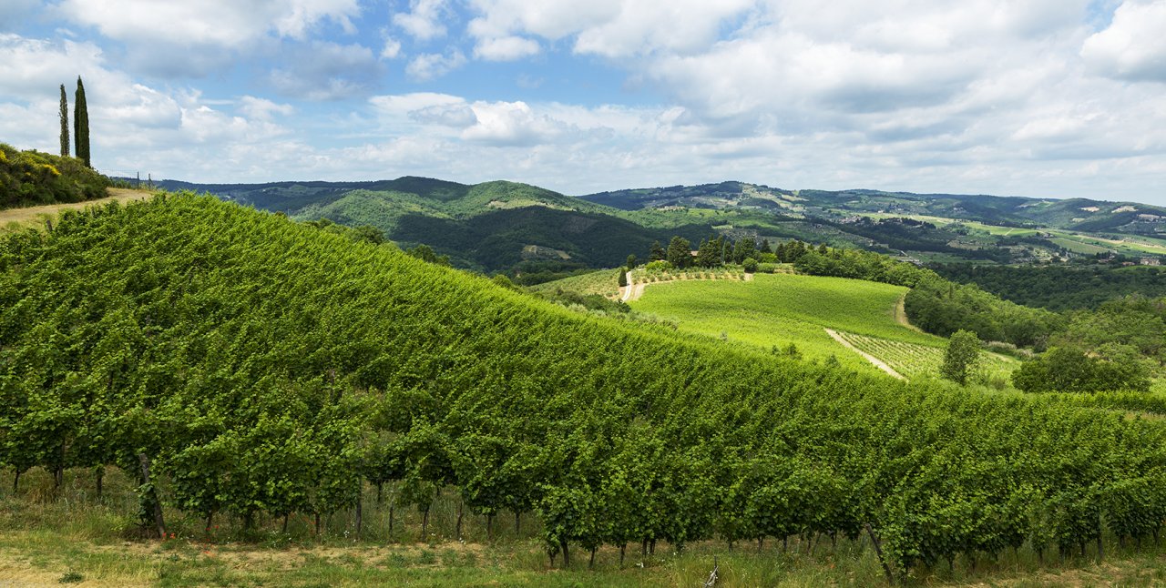Querciabella winery image 2