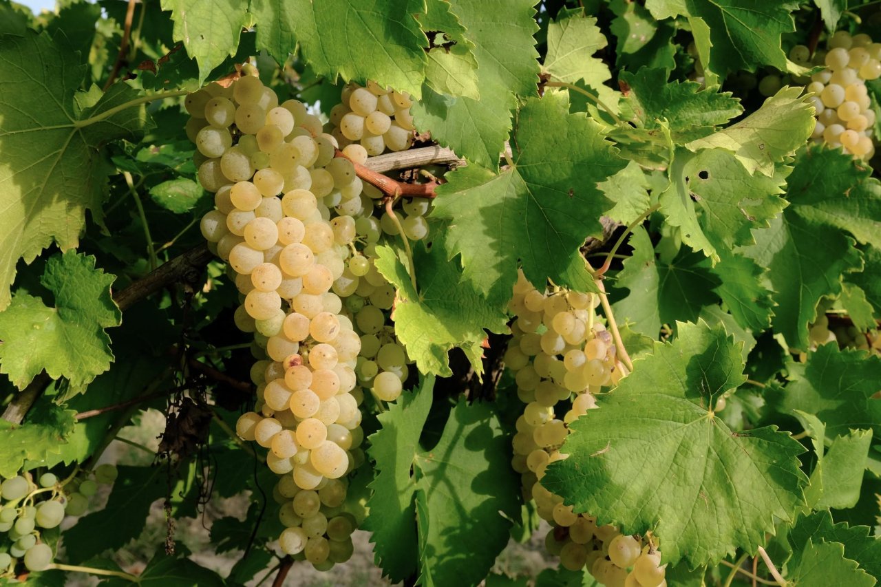 Bunches of white grapes hanging among the vine leaves in a Bigi vineyard