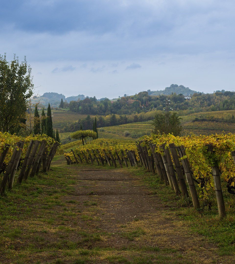 Azienda Agricola Gravner Francesco winery image 2
