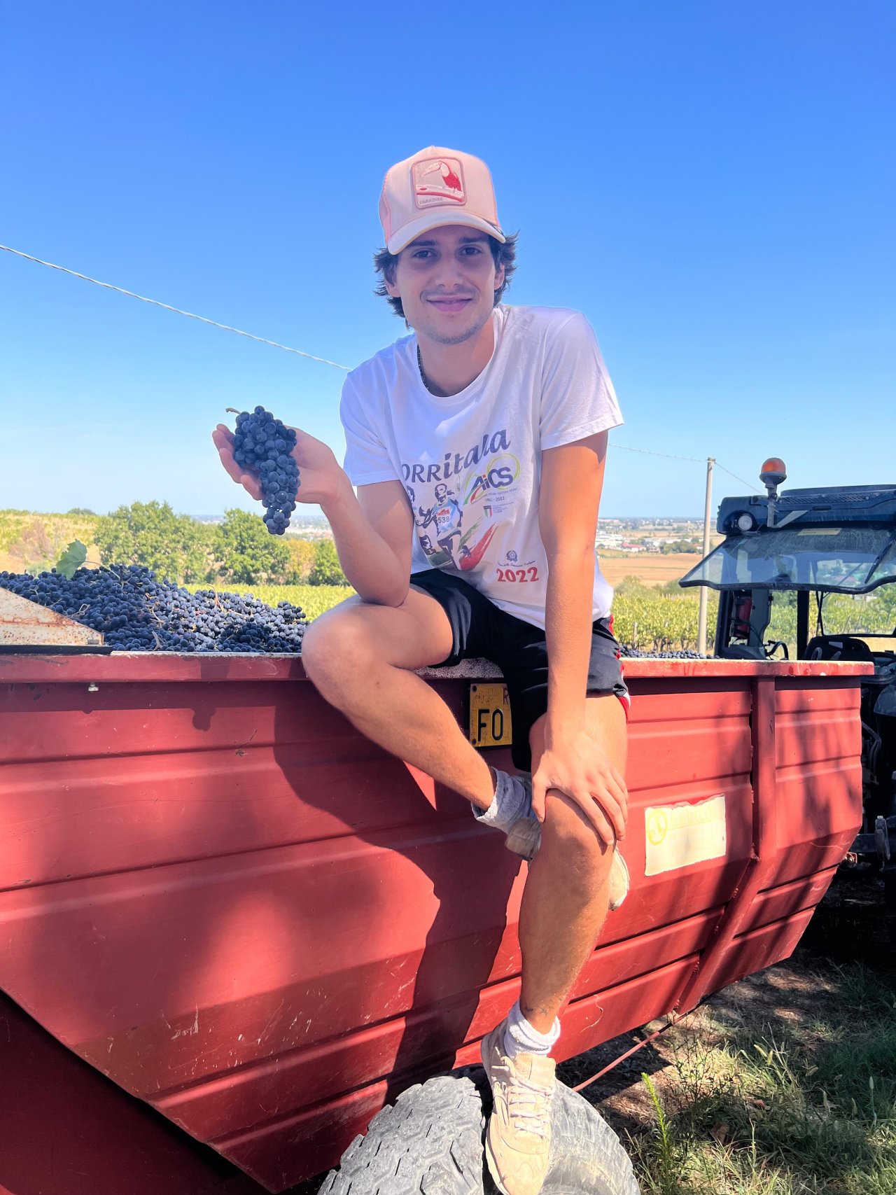 Filippo holding a bunch of Sangiovese on a trailer full of freshly picked grapes at Tenuta La Viola