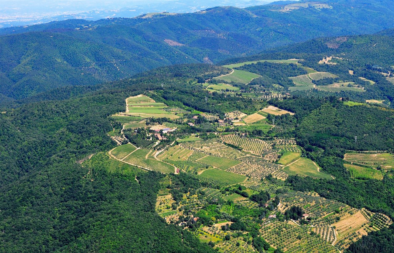 Aerial view of vineyards and olive groves on a wooded ridge at Buccia Nera, near Arezzo