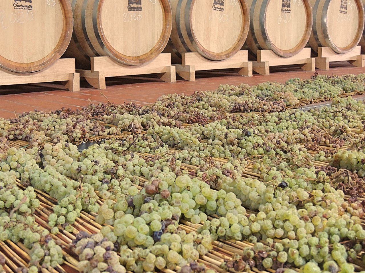 White grape bunches drying on cane racks below a row of small oak barrels at Buccia Nera