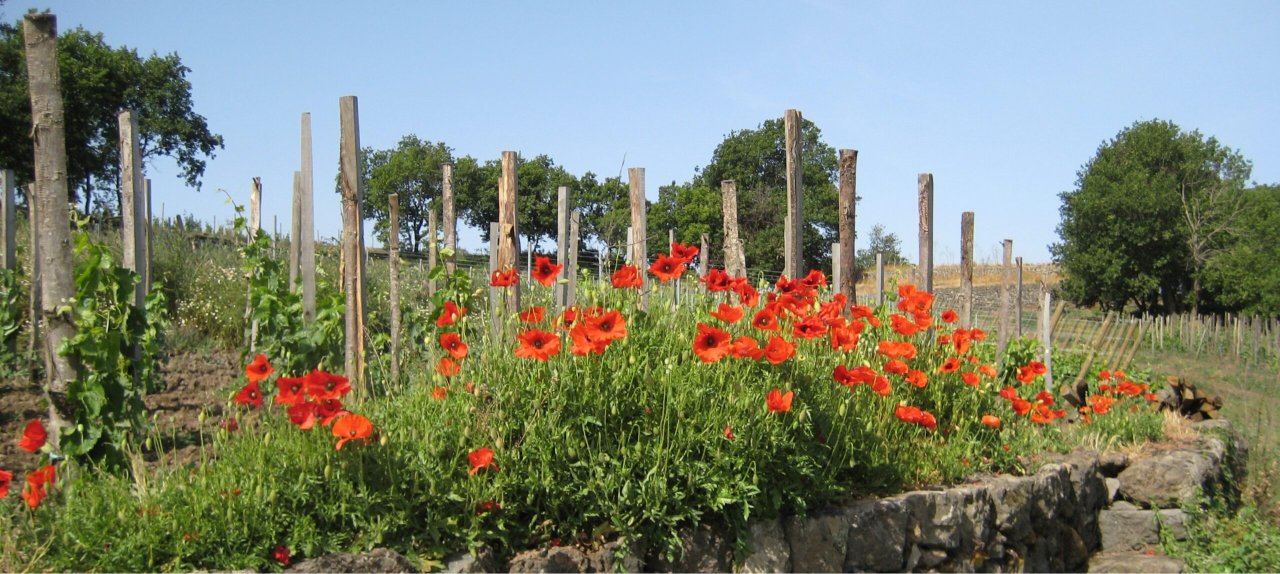 Al-Cant&agrave;ra winery image 1
