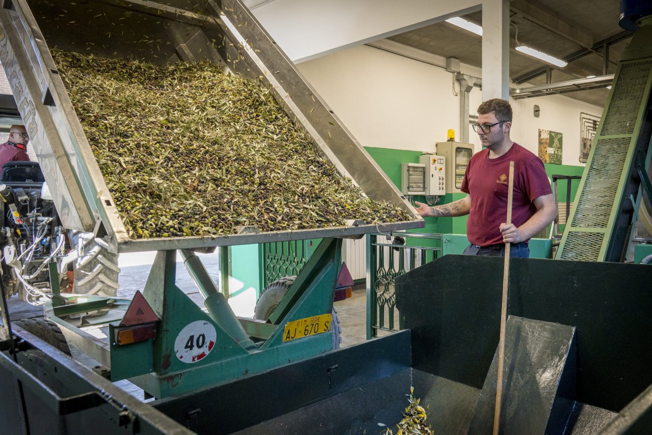 Freshly picked olives tip from a trailer into the hopper of an olive mill as a Palagetto worker looks on