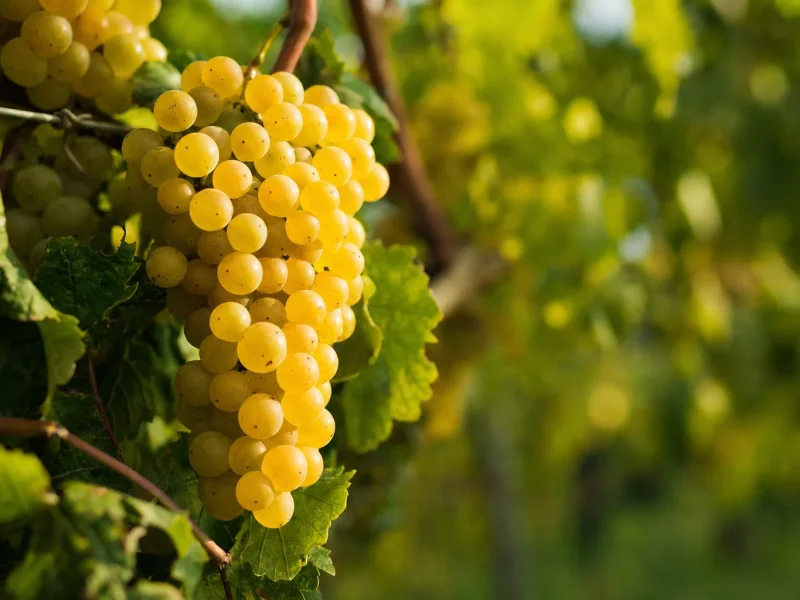 Ripe golden Ribolla Gialla grape bunches on the vine in a Friuli Venezia Giulia hillside vineyard.