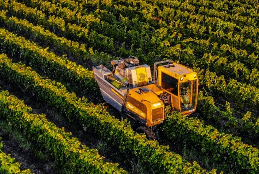 A grape harvester working between vineyard rows at Casa Divina Provvidenza, seen from above