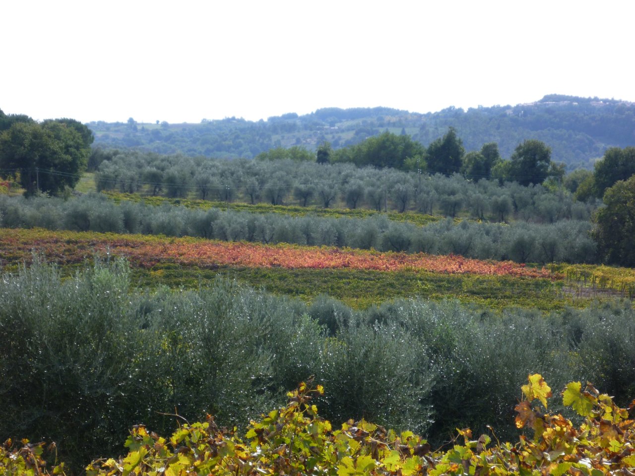 Olive groves and vineyards in autumn colours at Tenuta Le Velette