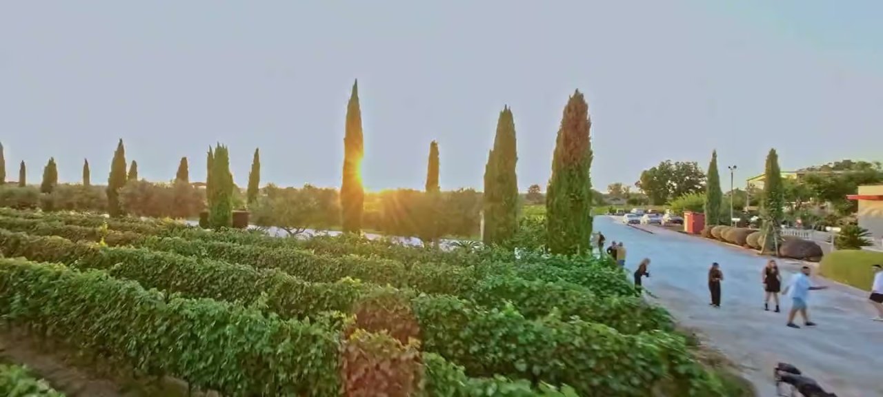 Vineyard rows beside a cypress-lined drive at Casa Divina Provvidenza, with visitors walking in the low evening sun