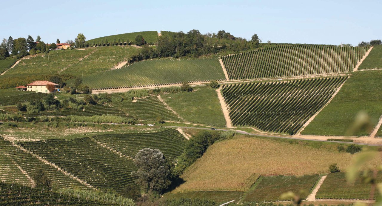 Gaja winery image 3