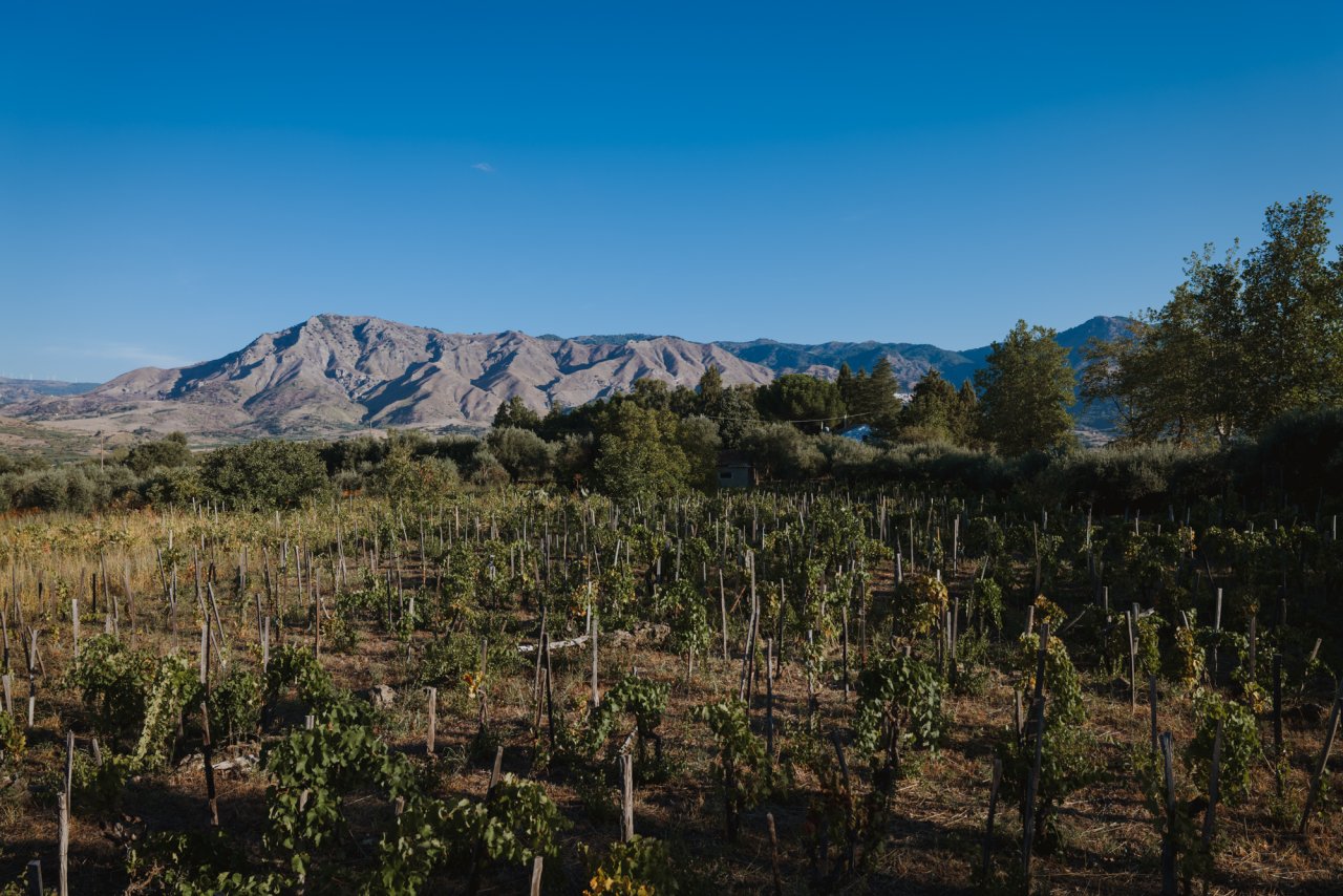 Rows of vines and olive trees at Tenute dei Ciclopi under a clear sky, with a bare mountain ridge behind