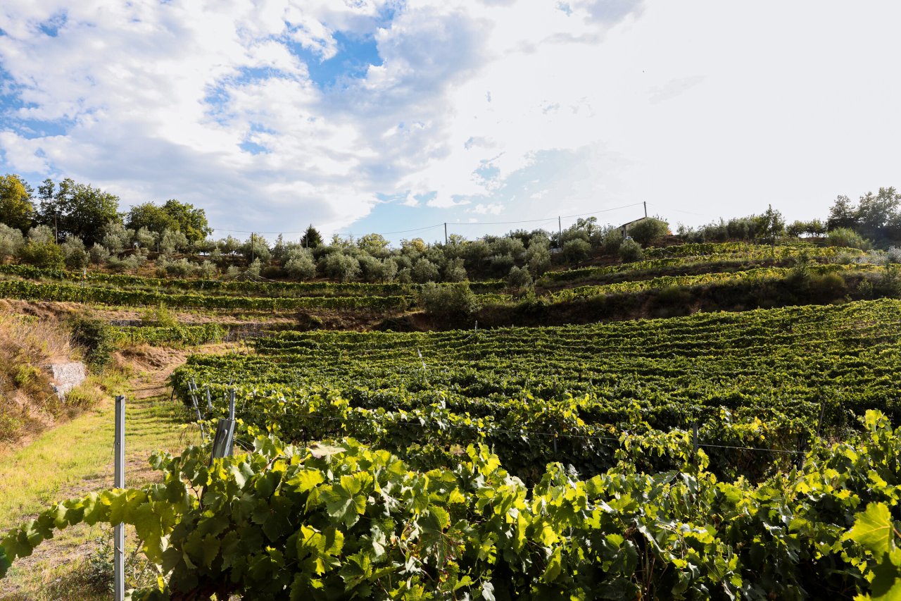 Rows of vines at Tenuta del Travale under a cloudy sky, with olive trees on the terrace above