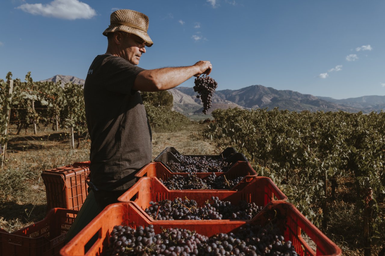 A harvester in a straw hat holds up a bunch of dark grapes over red crates in a vineyard of Tenute dei Ciclopi, with mountains behind