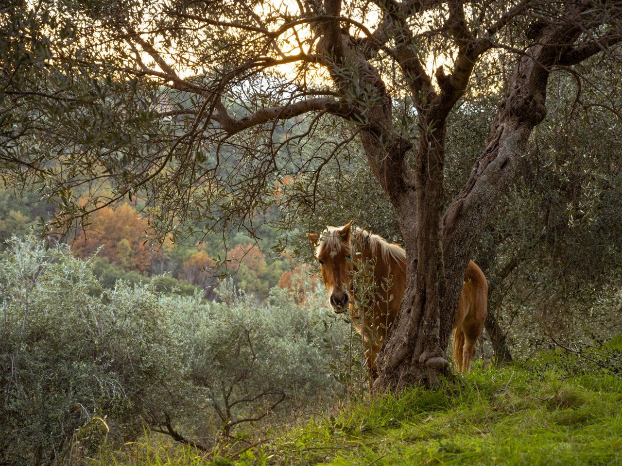 A horse standing under an old olive tree at Tenuta del Travale at sunset