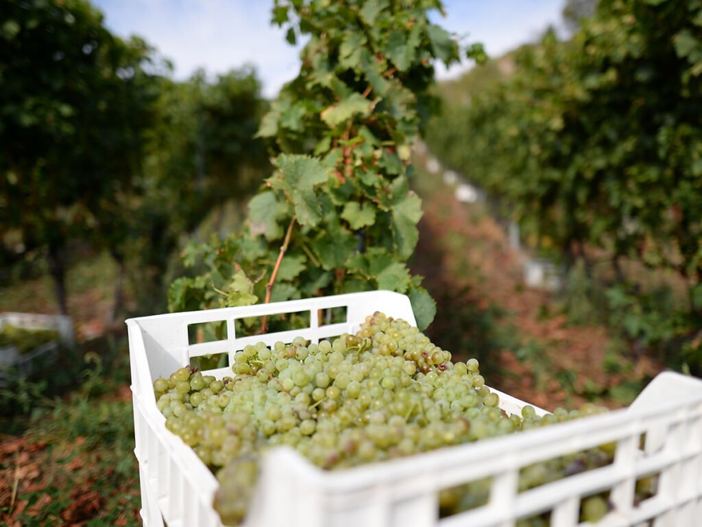 La Crotta di Vegneron winery image 2