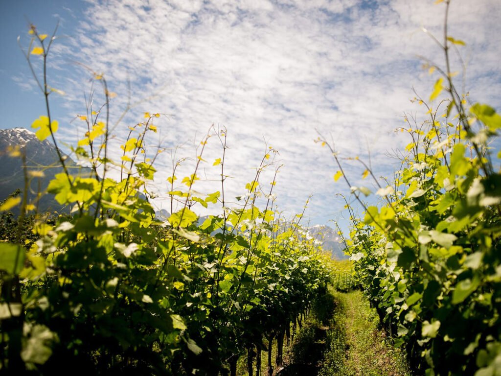 La Crotta di Vegneron winery image 3