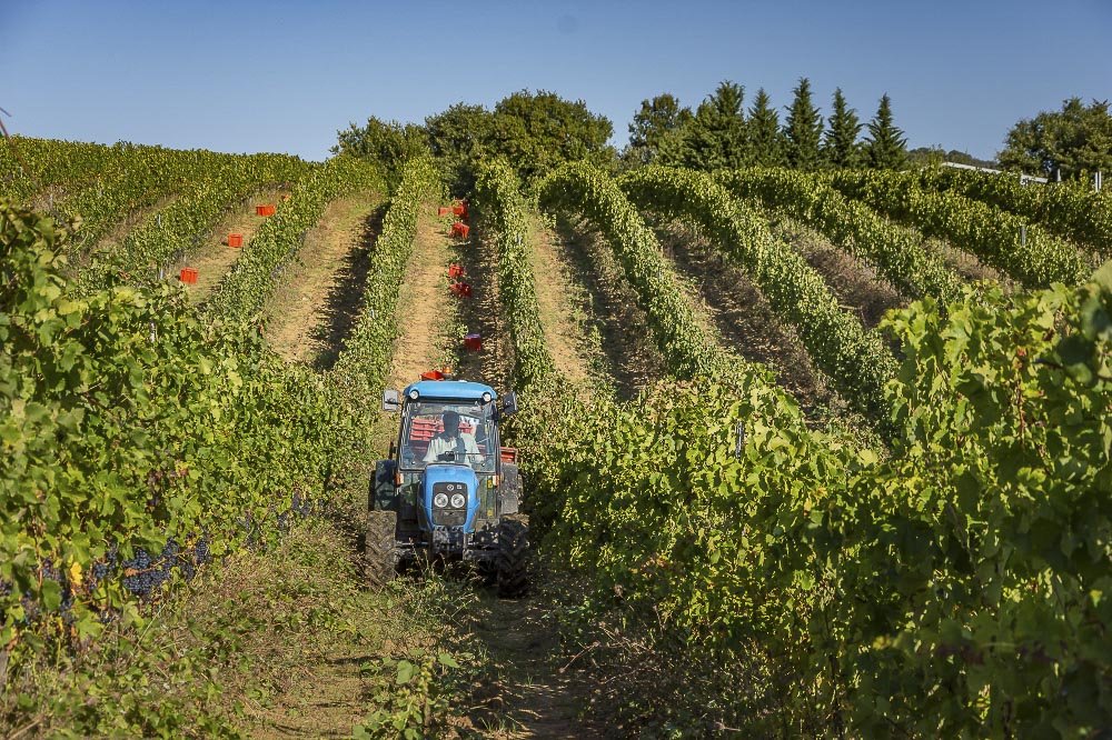 A blue tractor between rows of vines at Castello di Montegiove, with red harvest crates in the rows