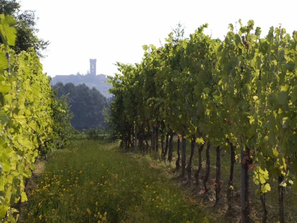 A grassy row between leafy vines at Tenuta del Buonamico, with a hilltop tower in the haze beyond