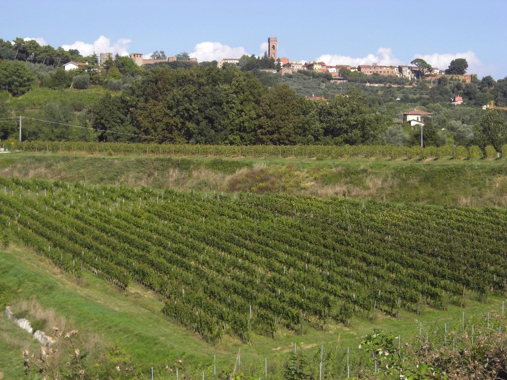 Rows of vines at Tenuta del Buonamico below the hill town of Montecarlo and its bell tower