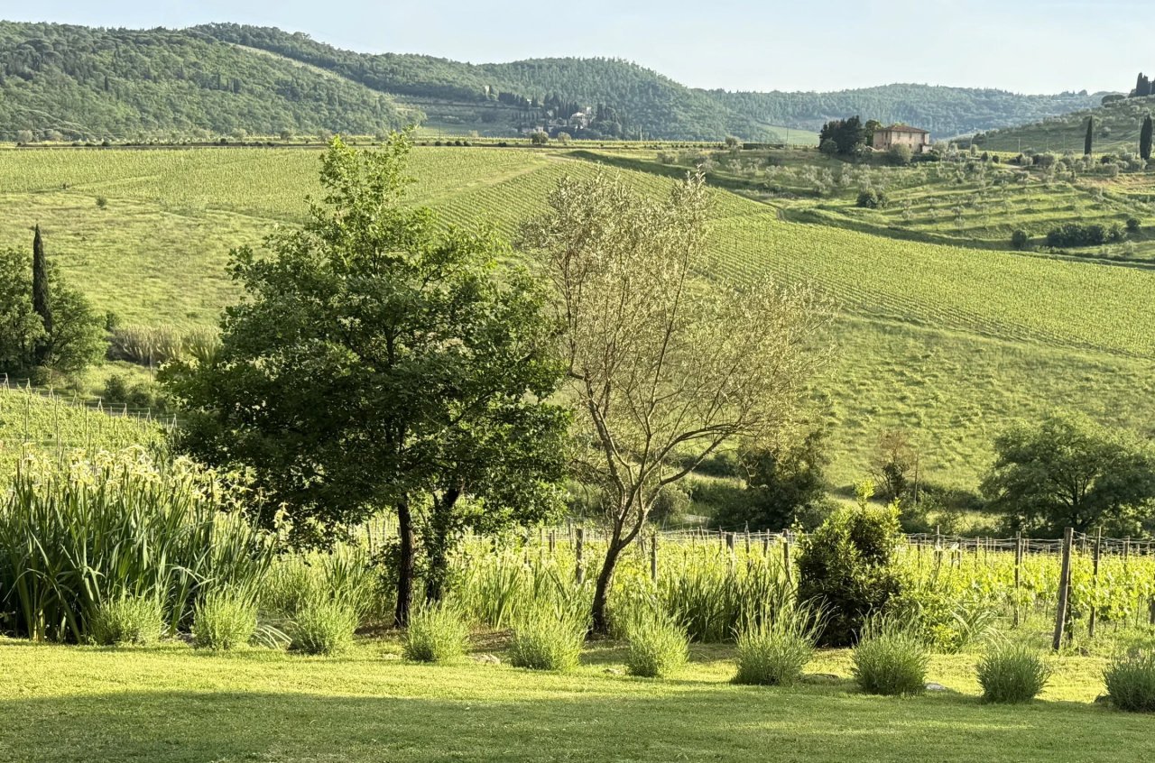 Vineyard slopes, olive trees and a farmhouse on the green Chianti Classico hills at Corte di Valle