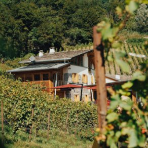 Pojer & Sandri winery image 5