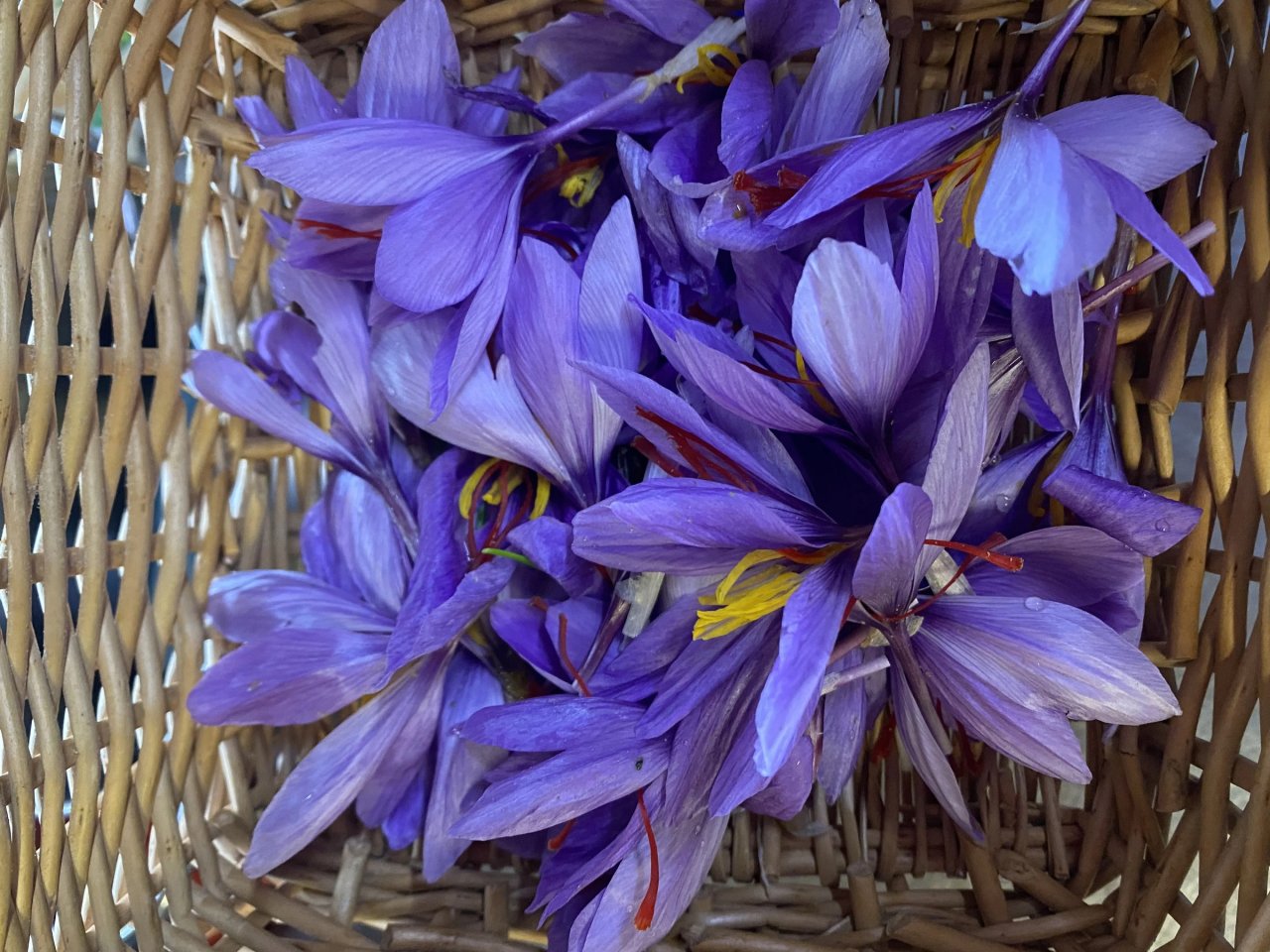 Freshly picked purple saffron flowers in a wicker basket at Corte di Valle