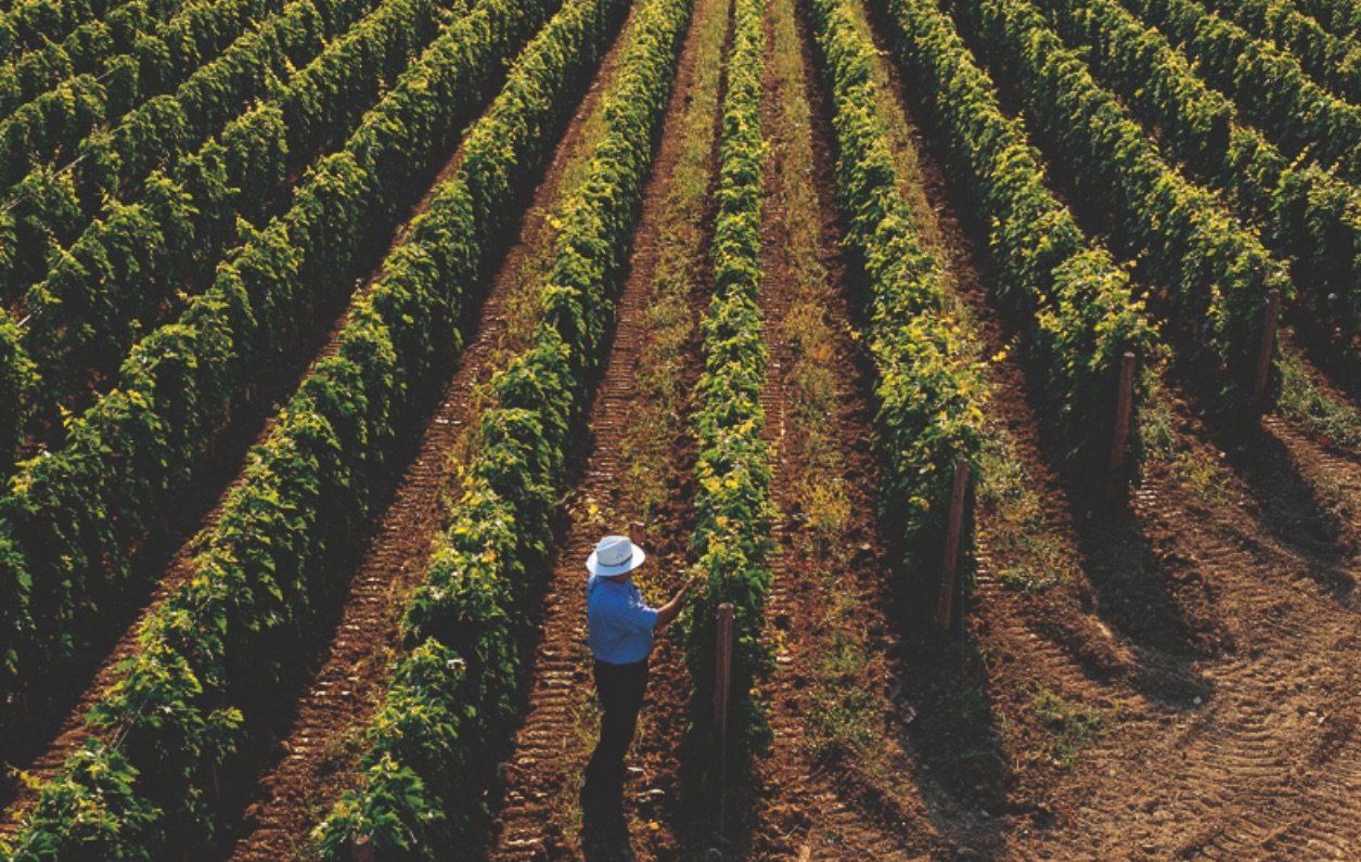 Azienda Agricola Masciarelli winery image 4