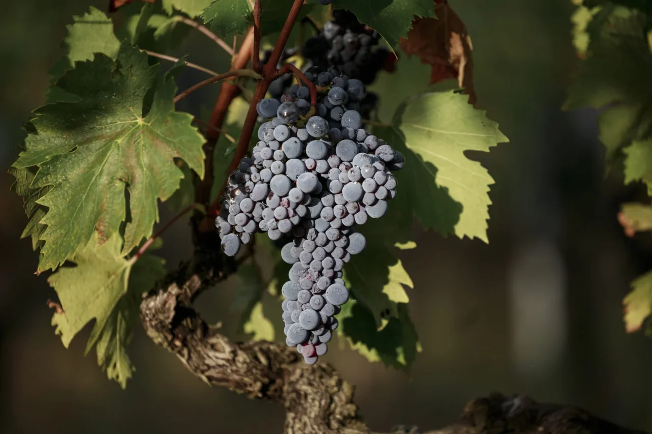 Isole e Olena winery image 3