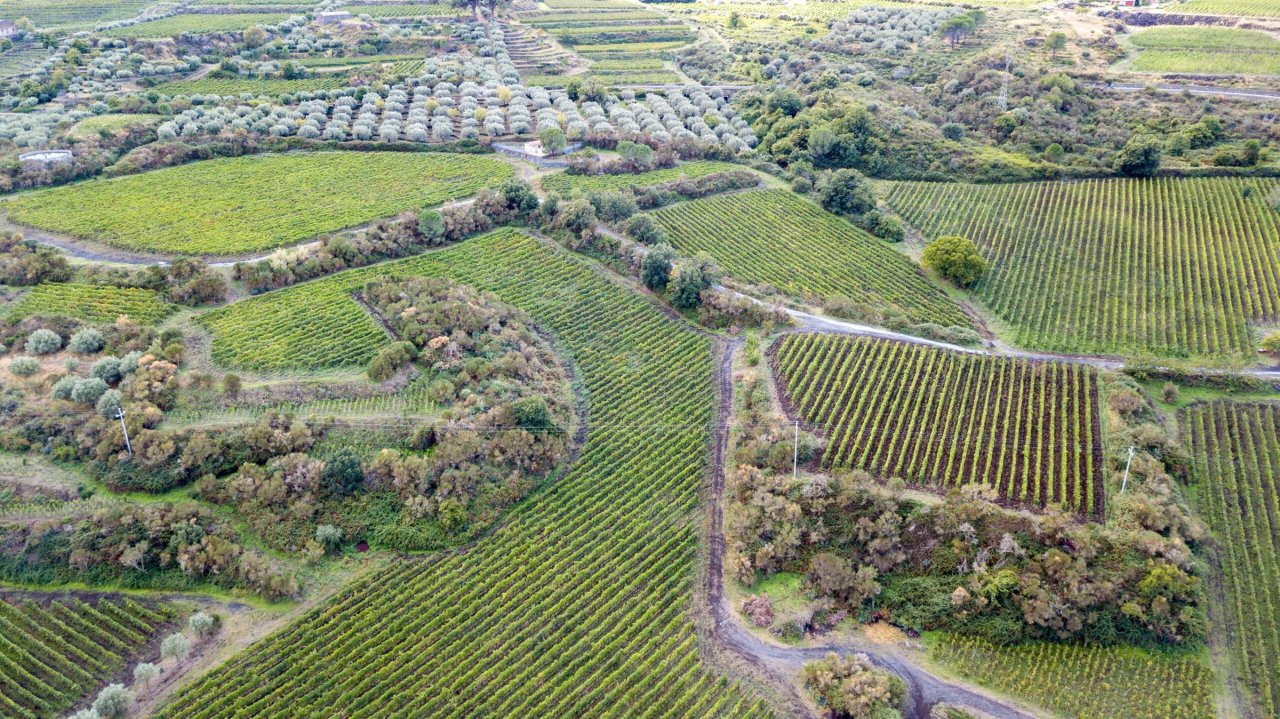 Five Etna Contrade Wine Tasting at Graci Winery at Graci