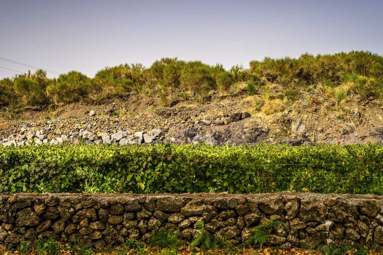 A dry-stone wall of black lava with vines and grass above it at Graci