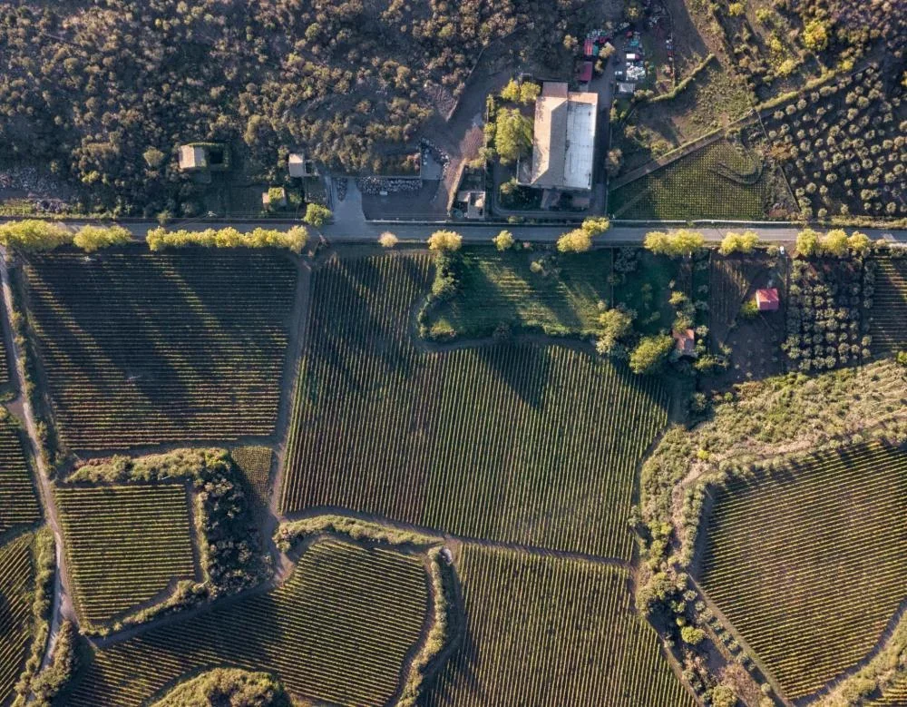Classic Etna Wine Tasting at Graci Winery at Graci