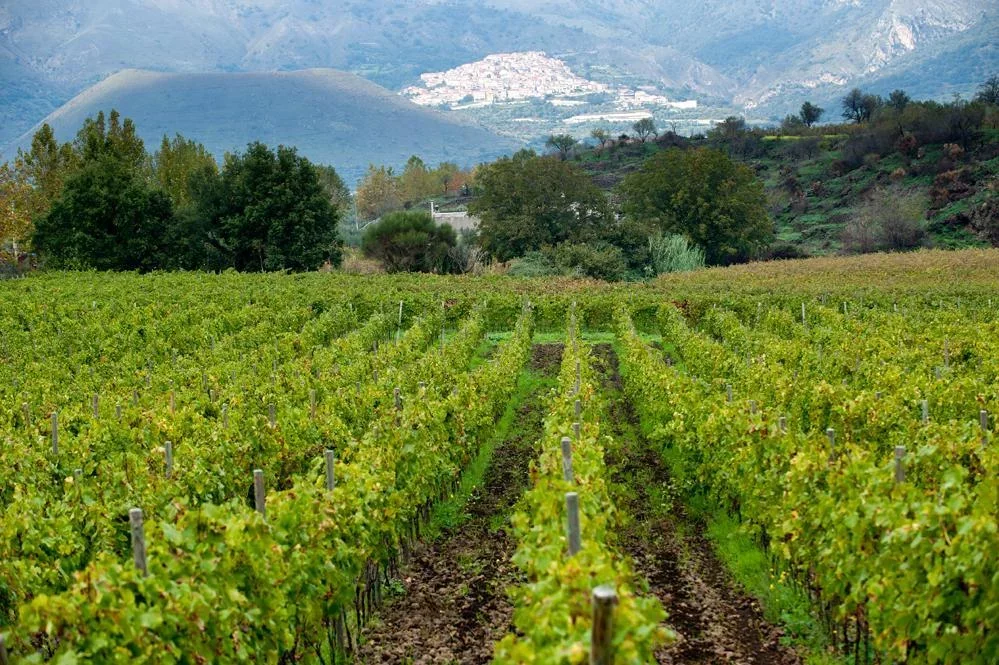 Contrade Through Time: Etna Wine Tasting at Graci Winery at Graci