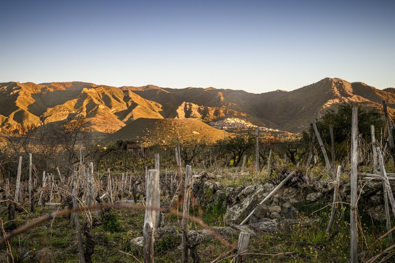 Old vines and lava-stone walls at Graci at sunset, with the mountains across the Alcantara valley lit orange