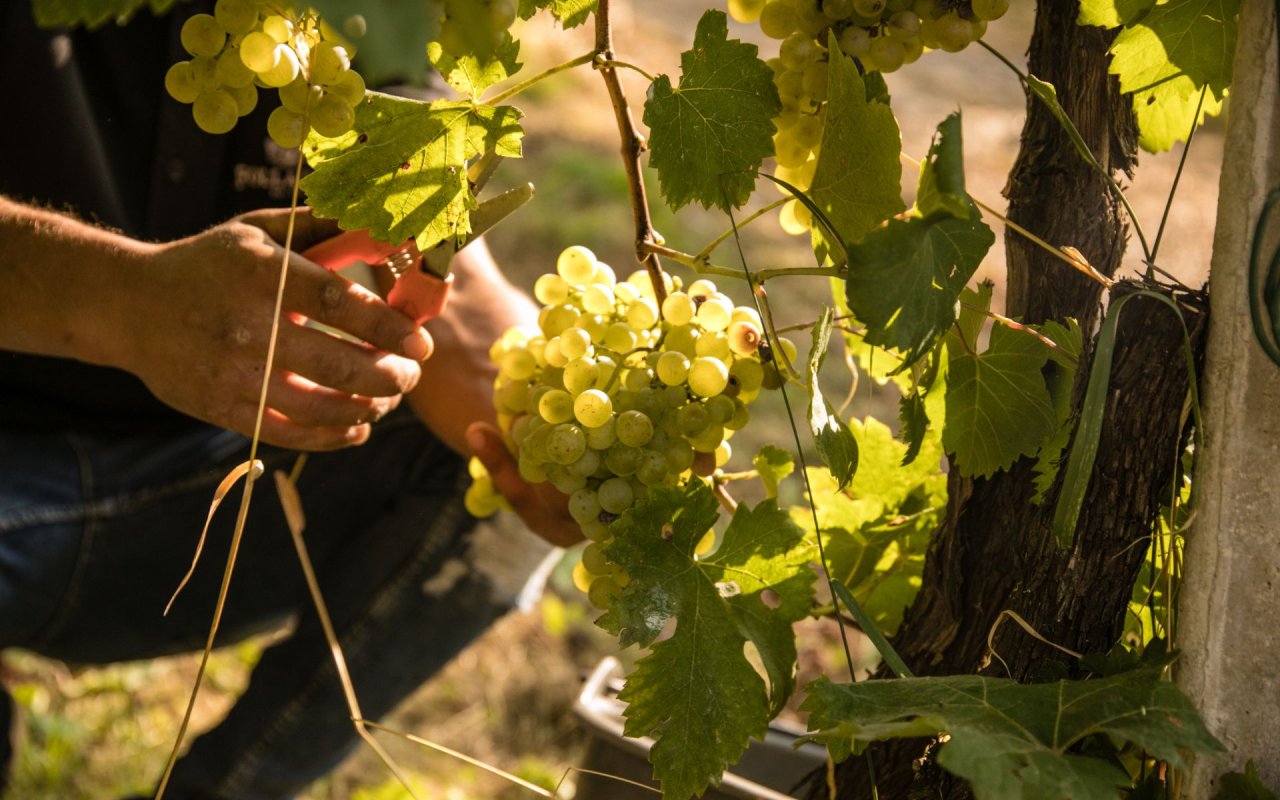 A hand with secateurs cutting a bunch of Glera grapes on a Follador vine