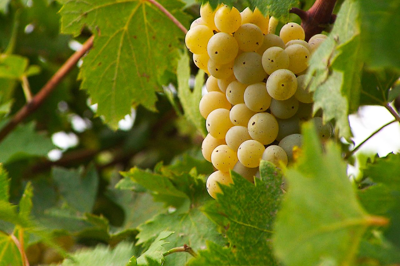 Mottura Sergio winery image 4