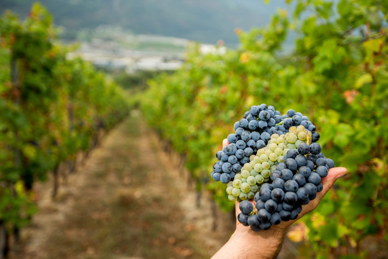Grosjean winery image 4