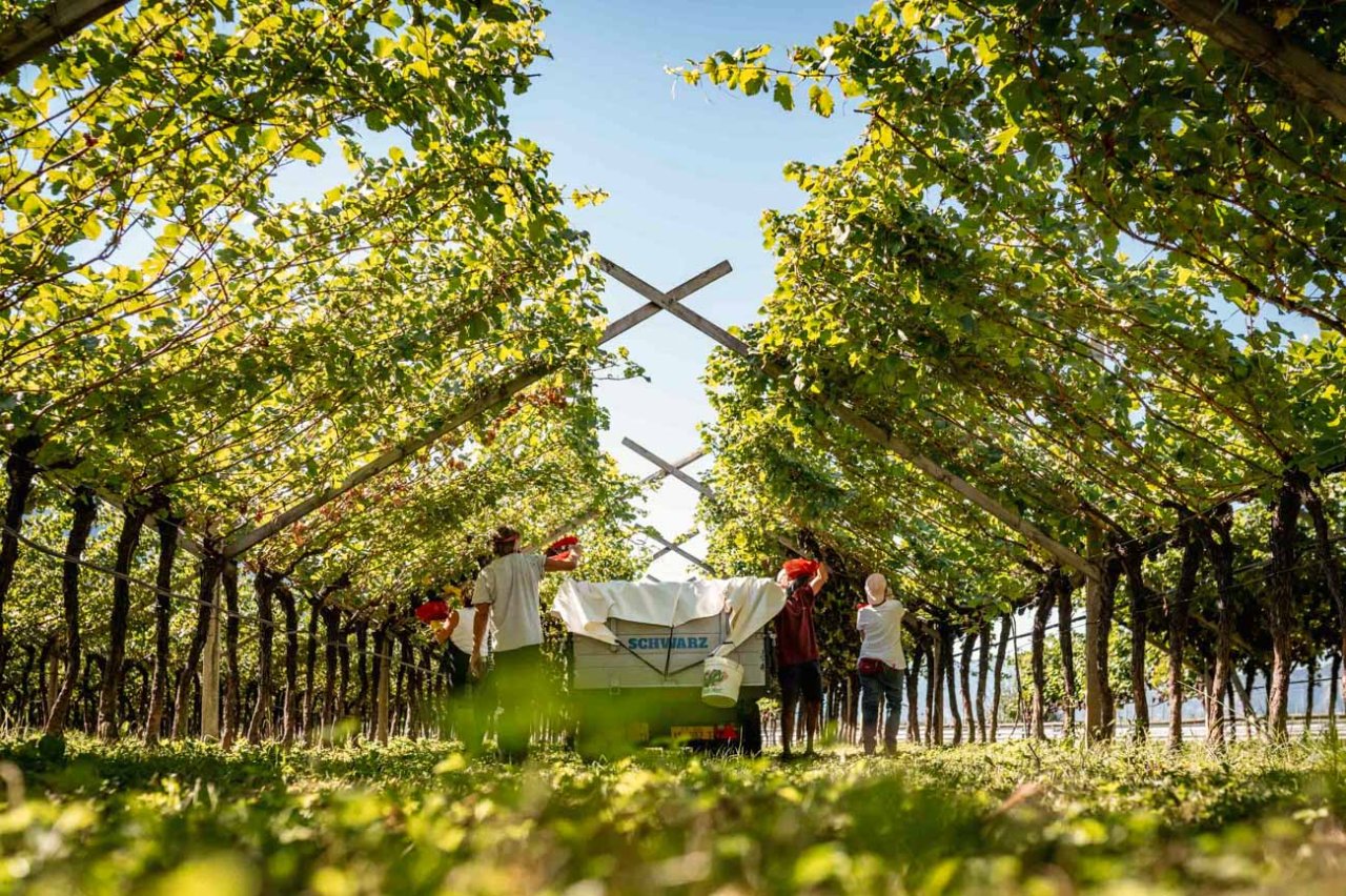 Gruppo Mezzacorona winery image 1