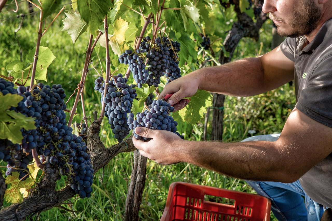A picker cutting a bunch of dark red grapes by hand in the Canneto vineyard, with a red crate below