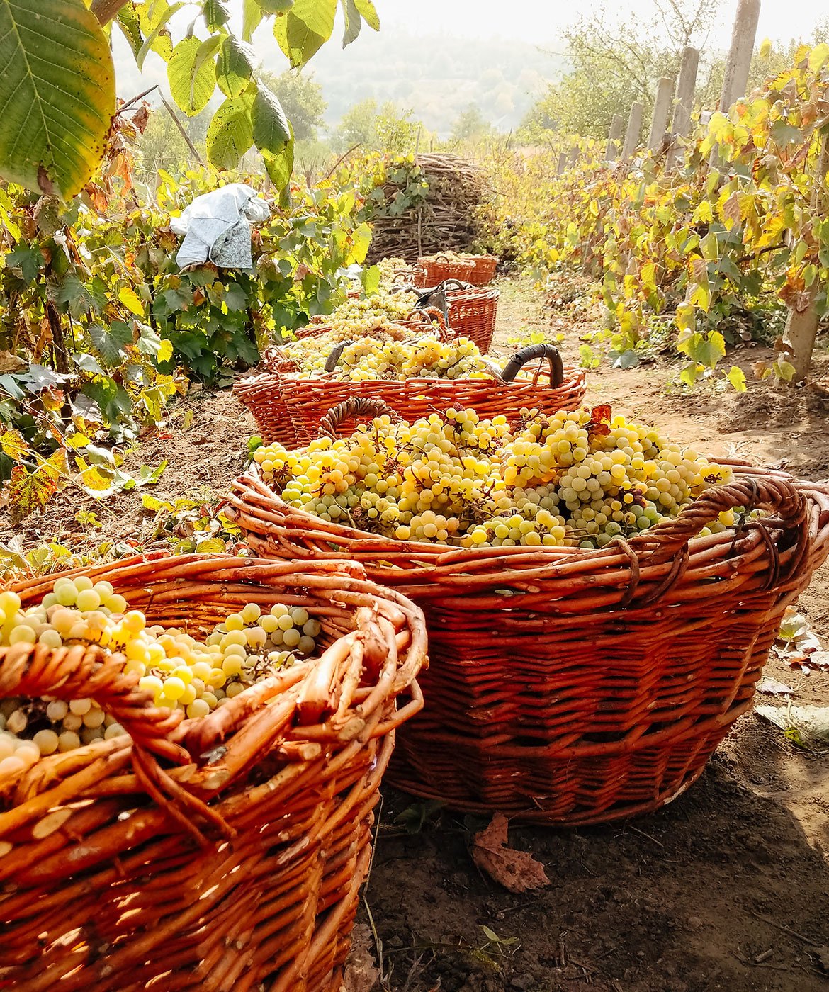 Wicker baskets full of freshly picked white grapes between the vine rows at Ca&rsquo; Avignone