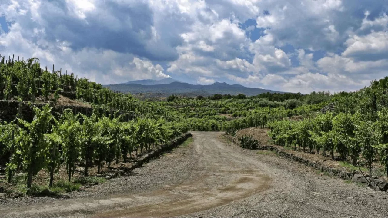 Torre Mora winery image 2