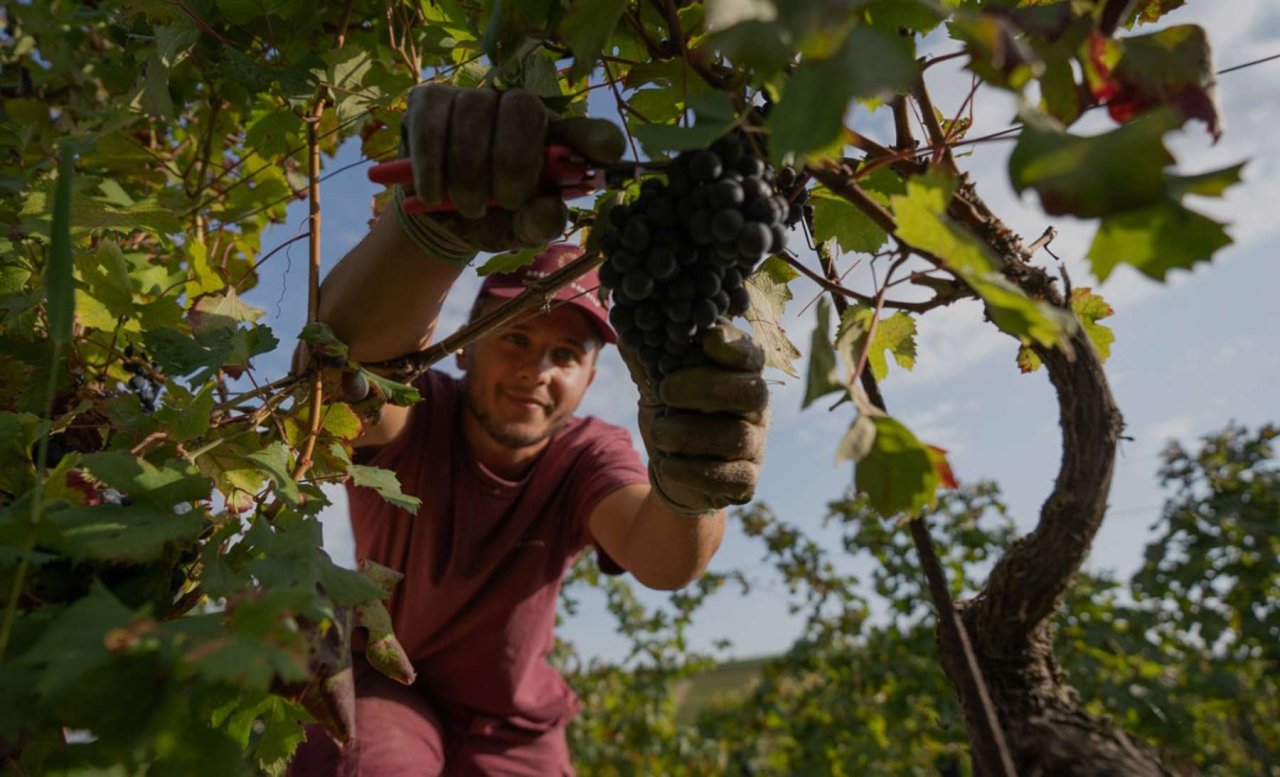 A picker in a red shirt cutting a bunch of dark grapes from a Roberto Sarotto vine