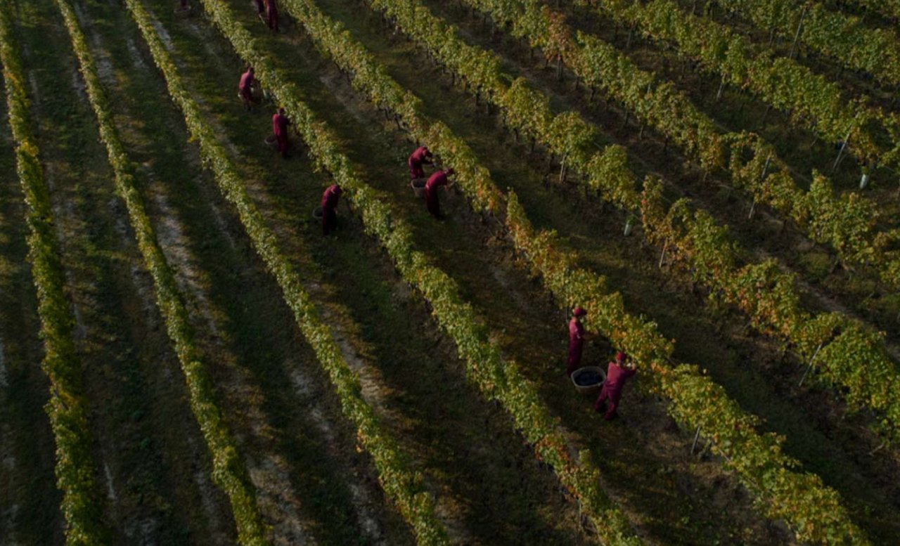 Harvest workers picking between the vine rows of a Roberto Sarotto vineyard, seen from above