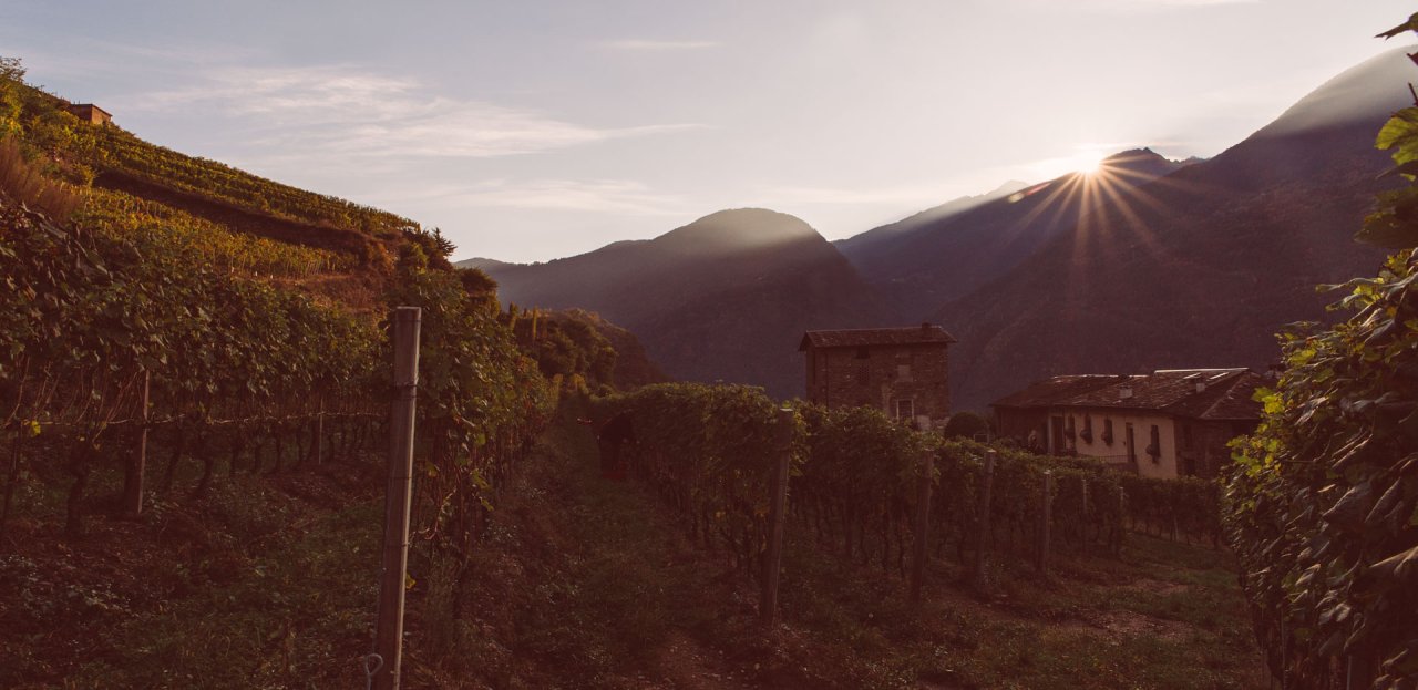 Sandro Fay winery image 5