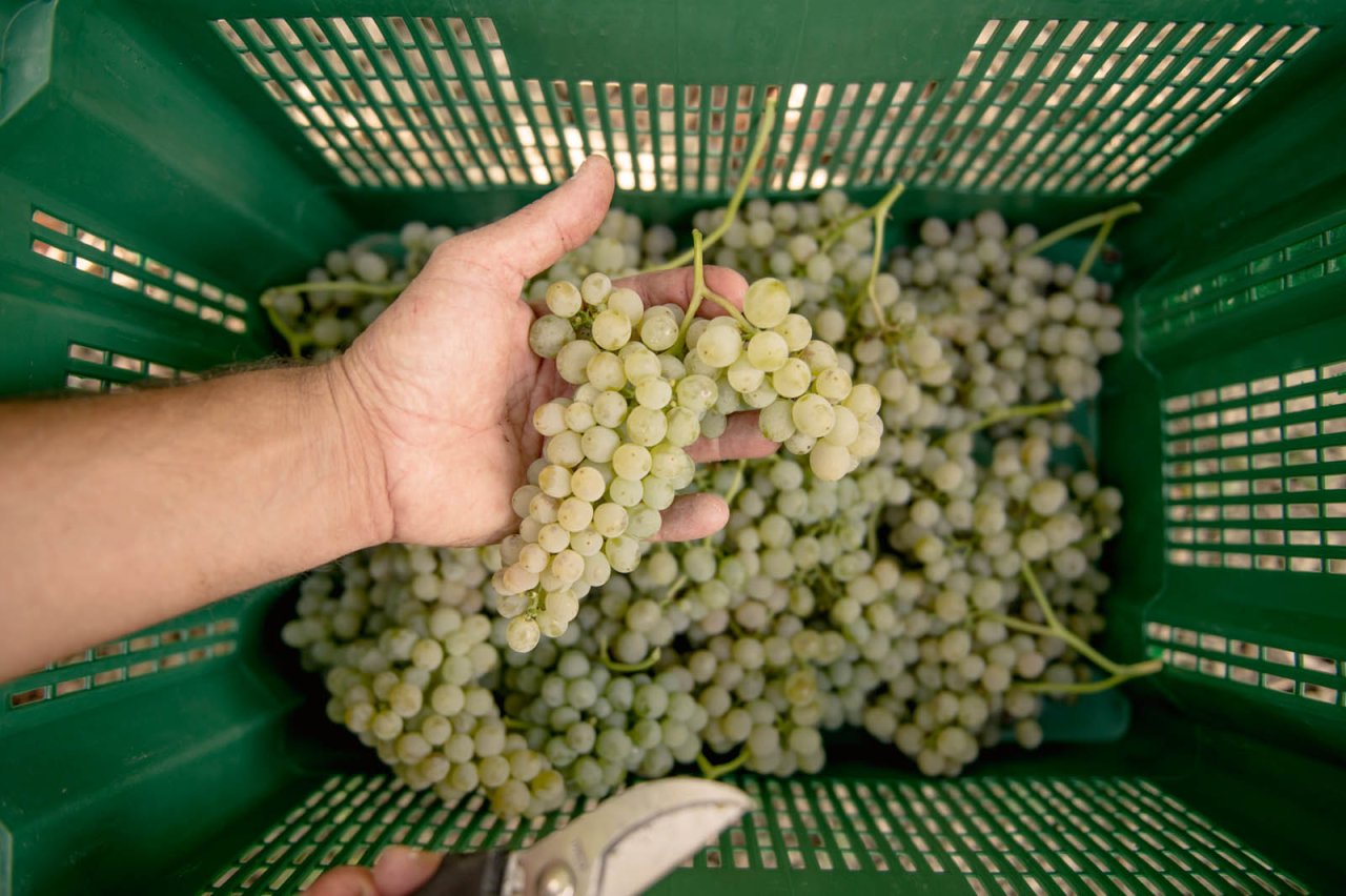 Fattoria La Valentina winery image 3