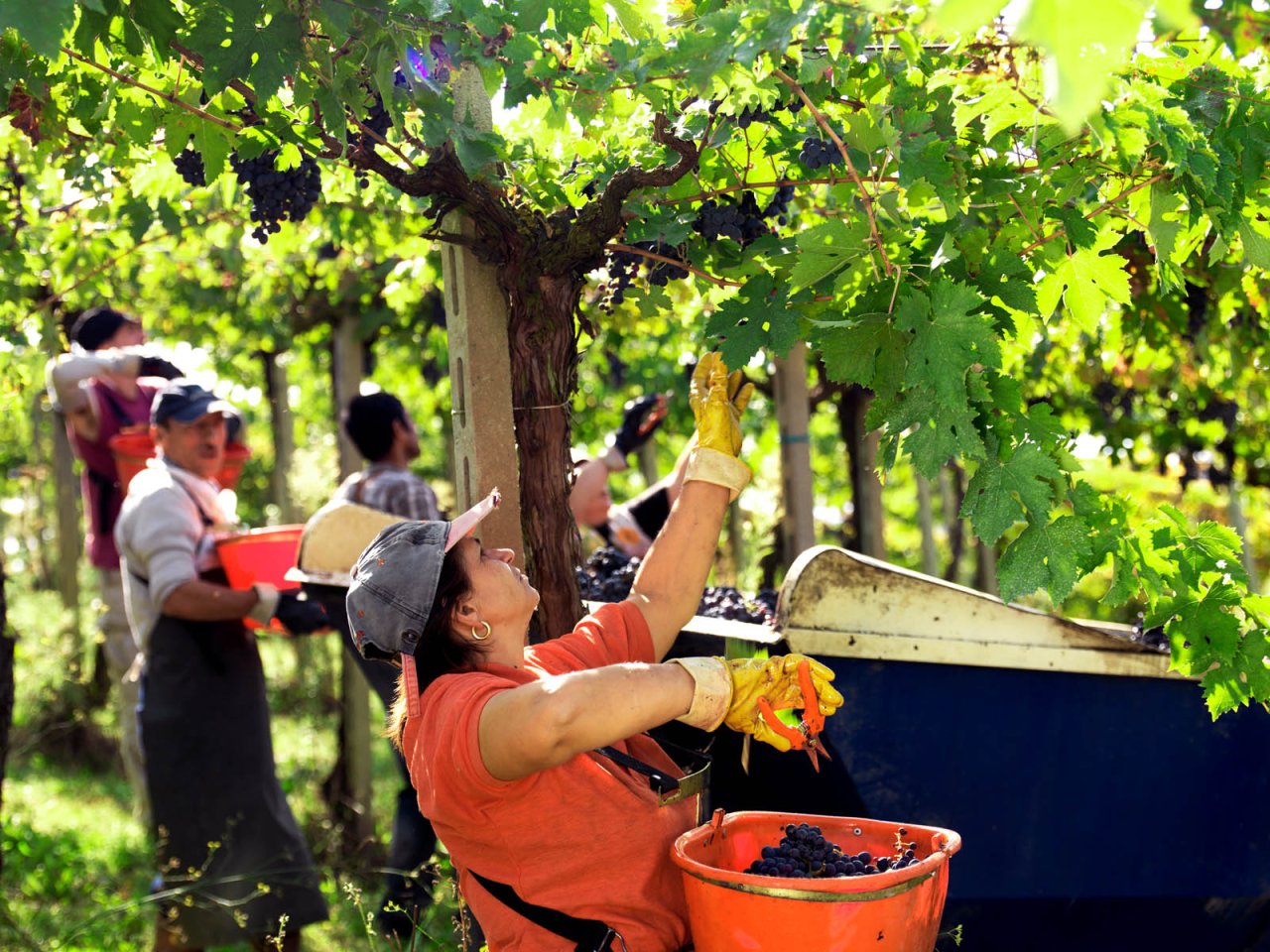 Fattoria La Valentina winery image 2